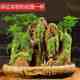 
Landscape bonsai absorbs water, rocks, rocks, flowing water, indoor small potted plants, water-filled stones, green plants, asparagus bamboo, Podocarpus pine ornaments