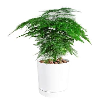 Wenzhu office living room flowers are easy to maintain green plant potted plants