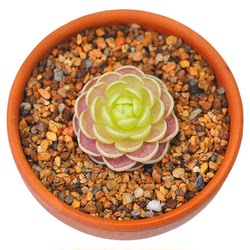 Thatched Cottage Live Insect Catching Pansy Plant Potted Xiaohei
