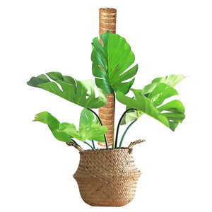 
Monstera support pole green basket climbing pillar coconut palm stick green ivy fixed plant climbing vine palm column anti-lost support