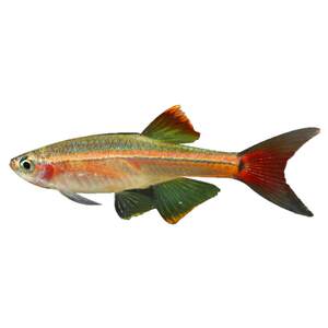 Tropical ornamental live fish easy to raise, Baolian lantern zebra freshwater goldfish fry, angel peacock, small red and green light family fish
