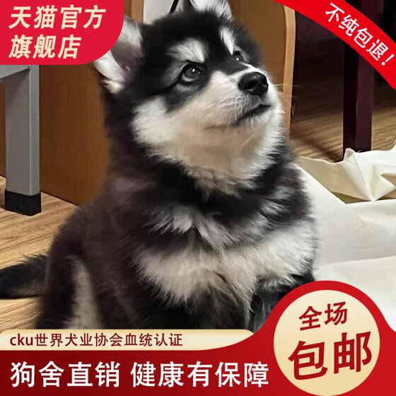 纯种阿拉斯加幼犬巨型阿拉斯加犬桃脸阿拉斯加雪橇犬灰色红色阿拉