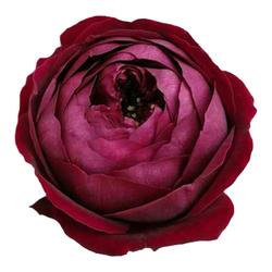 Sazenice Růží Japonské Odrůdy S Velkými Květy A Silnou Vůní Sazenice Růžových Růží Palácové Purpurové A černé Buchty Kvetou Po Celý Rok S Ovocnou Vůní.