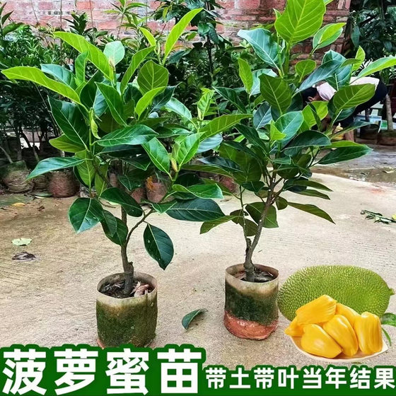 印尼红菠萝蜜嫁接苗四季结果泰国12号红肉菠萝蜜大树菠萝南北方种