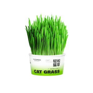 
Capture F2 easy cat grass potted plant cultivation to help lazy people hydrate the potted cat thin cat zero-load food