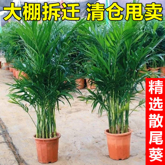 散尾葵植物凤尾竹盆栽客厅桌面大型富贵椰子办公室内天堂鸟绿植花