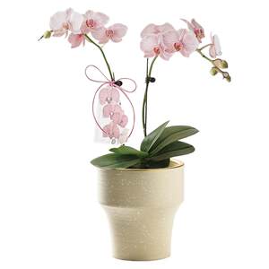 Nordic flower pot ceramic high-foot artist special orchid small flower pot for durable living room balcony planting
