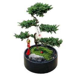 Smooth sailing, green plants. Step by step, Tasmania pine bonsai