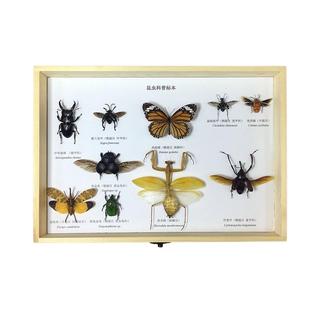 昆虫標本フレーム - カブトムシとミミズの展示