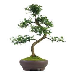 Fragrant pepper wood shaped bonsai old pile