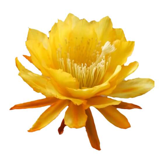 Let arrow lotus seedlings with roots without buds grafted branches of crab claw orchid flower potted green plants indoor flowers free shipping
