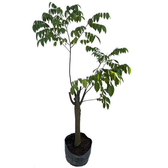 
Carambola saplings grafted to four-season Thai red carambola, Malaysian Taiwanese sweet carambola, ground-planted potted southern fruit seedlings