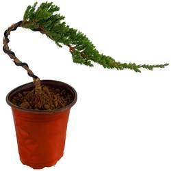 Welcome pine bonsai real tree shape bonsai desktop potted plant