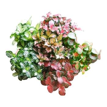 Moss micro landscape DIY material single plant