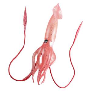 
Children's toys simulated marine animal model king squid, octopus, large squid science and education awareness