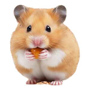 
Hamster walnut sand biological enzyme small particles digging and landscaping summer cooling urine sand gold bear bedding special