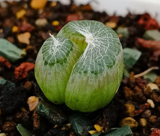 平头哥绿色玉翡翠多肉佛座箍块根寿潮流植物鳞芹属阳台冬季好养