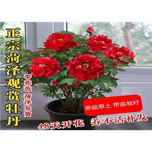 peony good Latest Best Selling Praise Recommendation | Taobao