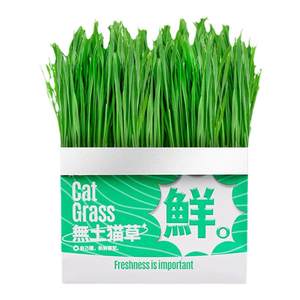 Cat grass potted catnip seedling breeding plate soil-free hydroponic hairy grass lazy easy to grow cat snacks cat supplies
