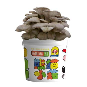 Spraying water to grow mushrooms is simple, delicious and fun to grow