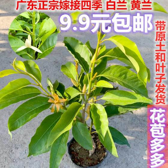 正宗嫁接白兰花苗四季浓香开花黄兰花白玉兰黄角兰花卉玉兰花盆栽