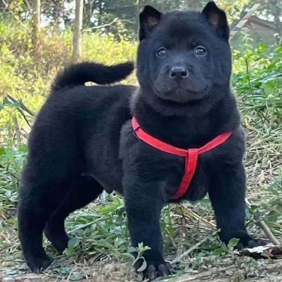 中华田园犬广西土猎五黑犬幼犬狗狗活体看家护院纯黑狗土狗护院犬