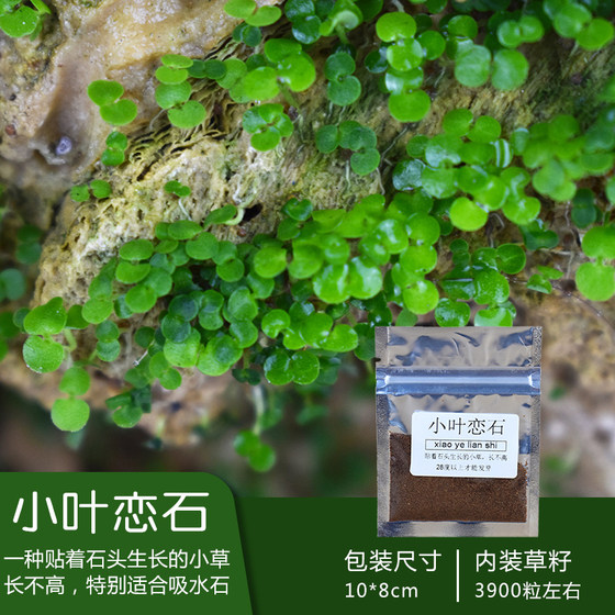 新品四季假山草种子造景盆景珍珠草种子吸水石专用草籽上水石植物