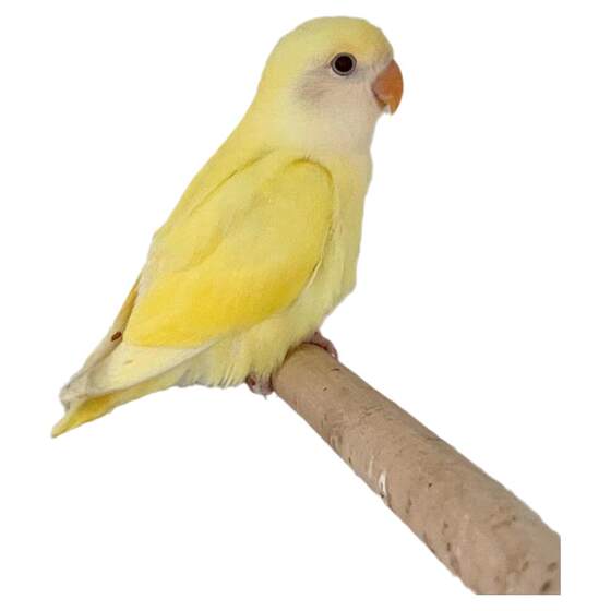 Peony parrot, living relatives, clinging to people, good for feeding chicks, pet birds, good for feeding, yellow peach green, peach green gold top high-end