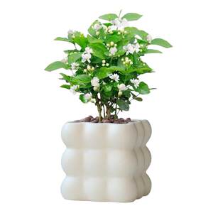 Ceramics flower pot northern European family simplicity ins, light luxury cream, Clash Phalaenopsis, meat green planting pot bonsai