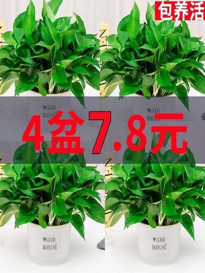 新房家用绿萝盆栽室内植物吸除甲醛绿箩长藤大叶客厅绿植净化空气