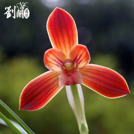 刘阁兰花豆瓣兰荷瓣精品 红河红 冬带浓香花苞出售兰花苗花卉盆栽