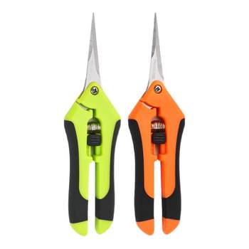 Scissors of scissors with grapes, scissors, cut grapes, cut gardening, picking fruits Cut the nursery flower mandarin
