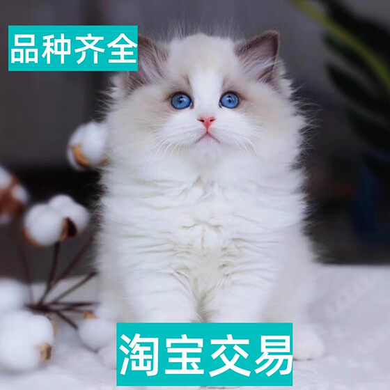 铜陵海蓝双布偶猫金吉拉加菲猫幼猫纯种银点纯白长毛宠物猫咪活物