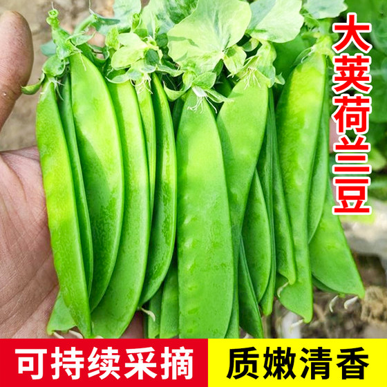 大荚荷兰豆种子蔬菜孑种籽豌豆种四季甜豌豆耐寒碗豆籽种菜籽大全