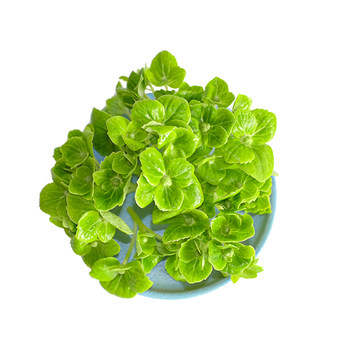 
Green hydrangea petals restaurant cold cut decorative flowers and plants