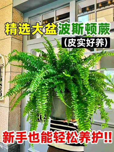 Personon папоротник ландшафтный посадка горшка орхидея висящая орхидея, висящая бостонская папорочная папорочная папородо