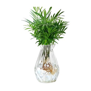 
Potted scattered sunflower purifies the air living room