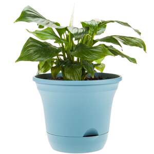 Large plastic flower pots, lazy people, automatic absorption of water and thickening household balcony, water-free potted plant, fortune tree, carnation pot
