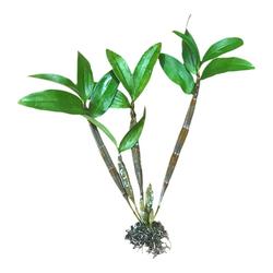 Yunnan Huanghua Dendrobium Dendrobium Huoshan Dendrobium Dendrobium Seedling Drumstick Dendrobium Orchid Spherical Orchid Potted Plant