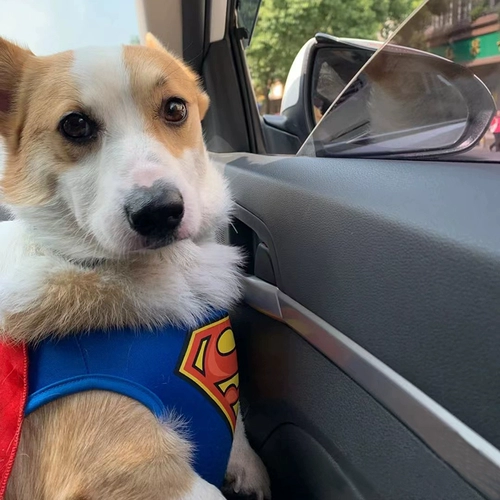 ПЭТ сверхчеловеческая одежда красной собаки смешной, смешная кошка Корки Баррин Тедди Летняя Тонкая Модели Трансформация