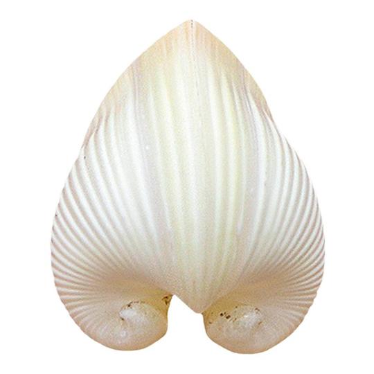 Chickenclam Shell Sheep Concentric Clam Specimen - Natural Conch Shell Ornament