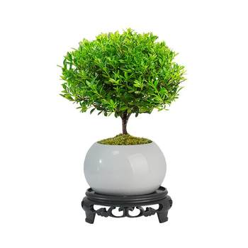 Small leaf red nan bonsai indoor potted green plants