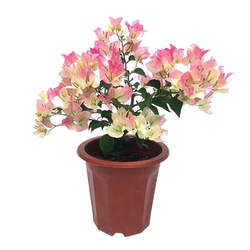 Bougainvillea potted double climbing vine with green cherry blossoms