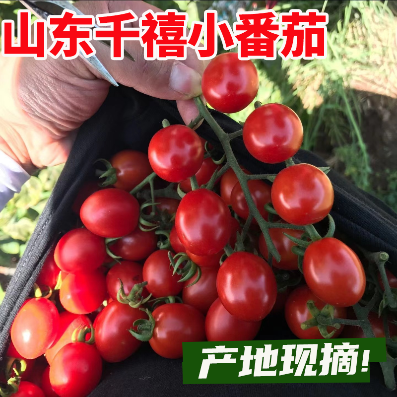 圣女果山东千禧小番茄新鲜樱桃小西红柿孕妇水果现摘现发5斤包邮