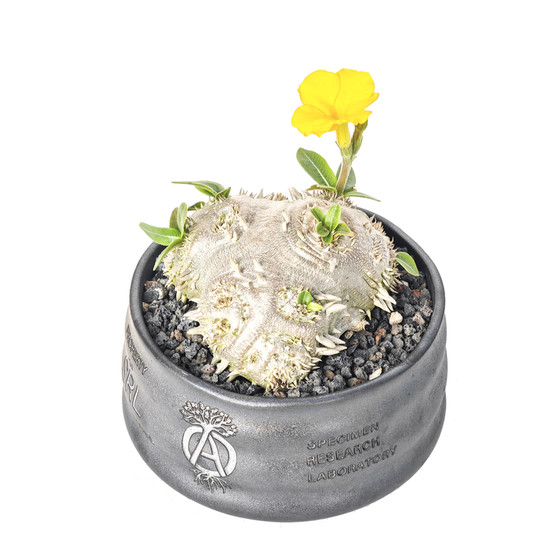 
[Pu Yuan] Pachypodium brevicaule, yellow flower Ebisu Xiao, potted plant trend wealth luck tuber