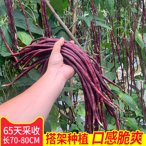 紫红豇豆种子紫色豆角种籽紫豇豆农家菜种植高产蔬菜种孑