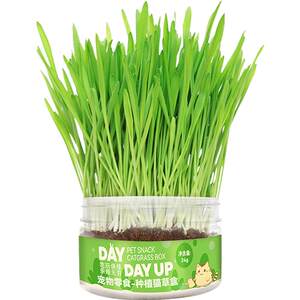 
Jinduole Cat Grass Stick Cat Grass Seed Seed Wheat Potted Seedling Tray Row Hair Ball Piece Dog Grass Hydroponic Small Supplies