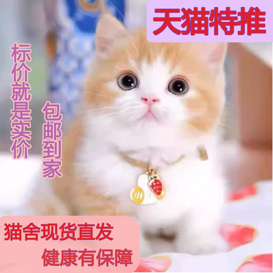 中华田园猫活体幼猫小猫狸花猫真物小奶猫可爱纯黑猫网红猫便宜猫