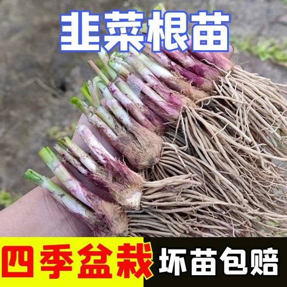 韭菜根紫根宽叶韭菜根现挖红根苗子种苗四季阳台种植盆栽蔬菜苗孑