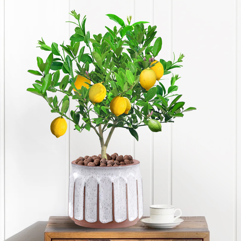 网红香水柠檬树盆栽可食用阳台四季好养开花结果老桩树苗花卉植物